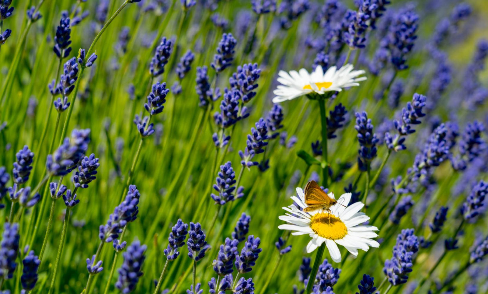 Butterfly on flower in lavendar field