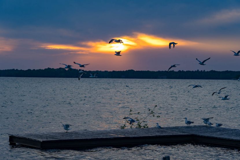 Sunset with seagulls on the shore of Washington Island