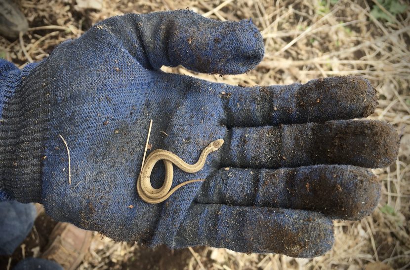 Tiny Dekay's brown snake in palm of blue work glove