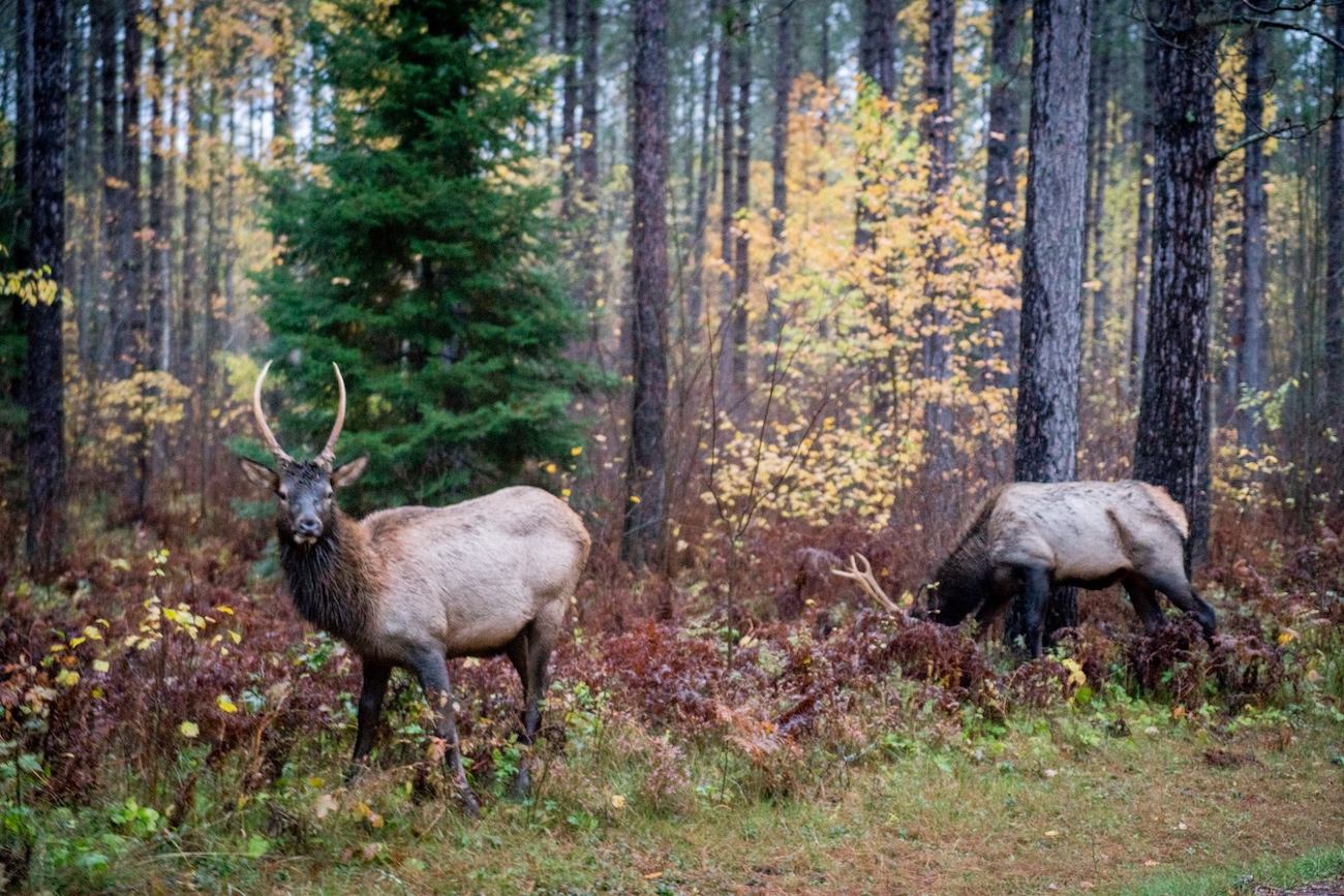Two elk standing in the woods