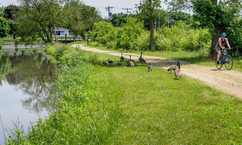 Woman bicycles past geese along the mill race canal in Brodhead, WI