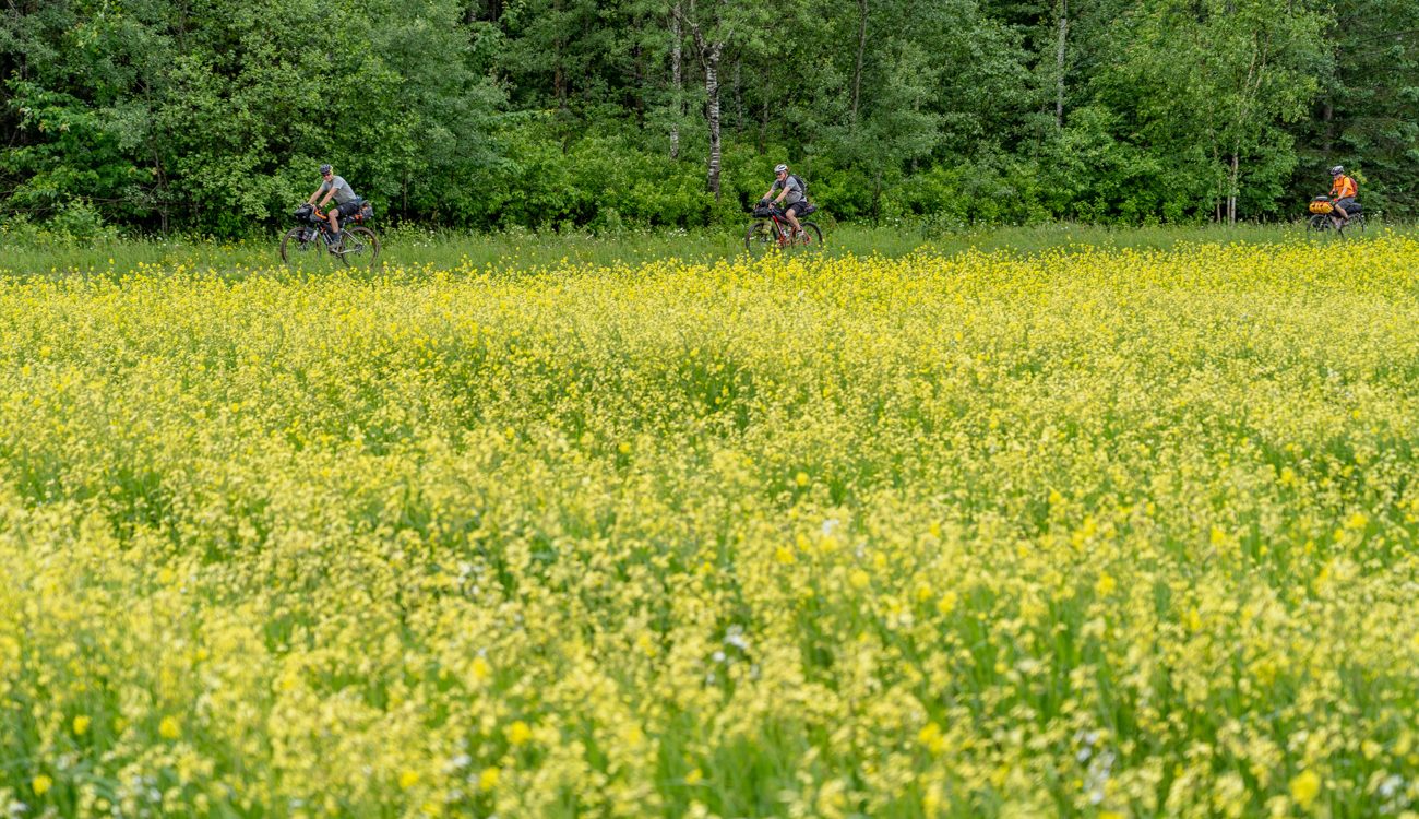 three people bicycle past a field of yellow flowers