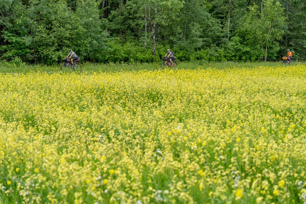 three people bicycle past a field of yellow flowers