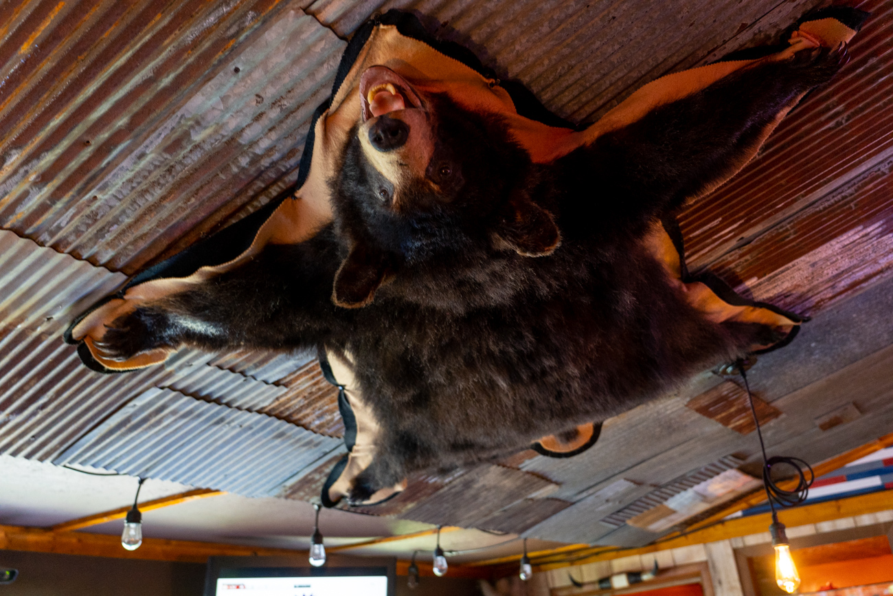 bear skin mounted to the ceiling in tavern