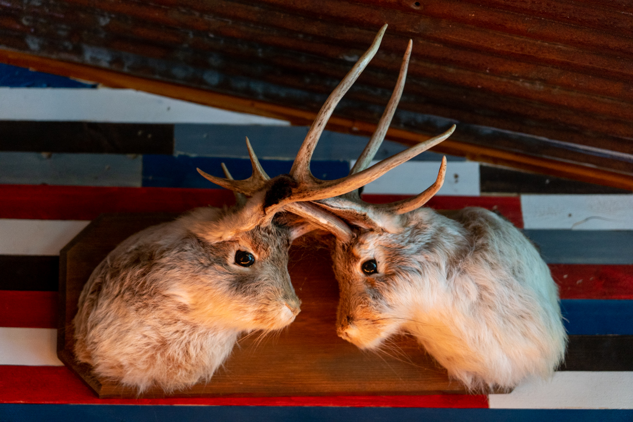 two rabbits with antlers