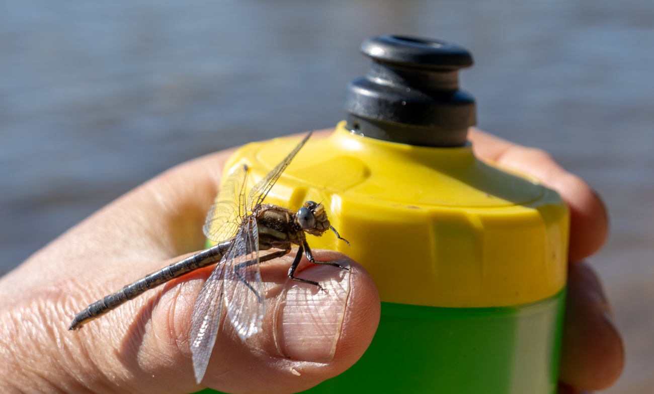 Dragonfly sits on hand holding water bottle
