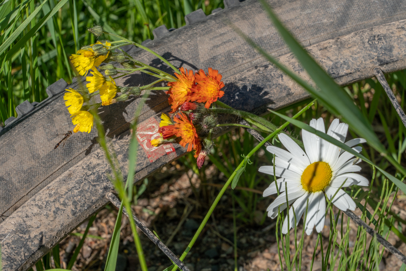 Wild flowers next to bicycle tire