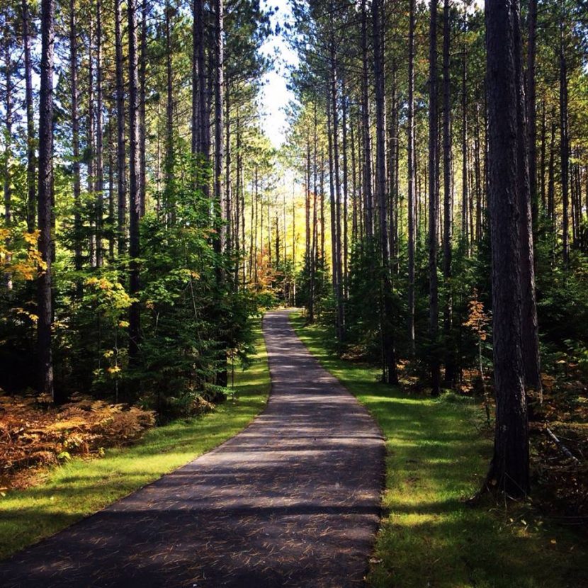 A secluded paved trail in the woods.