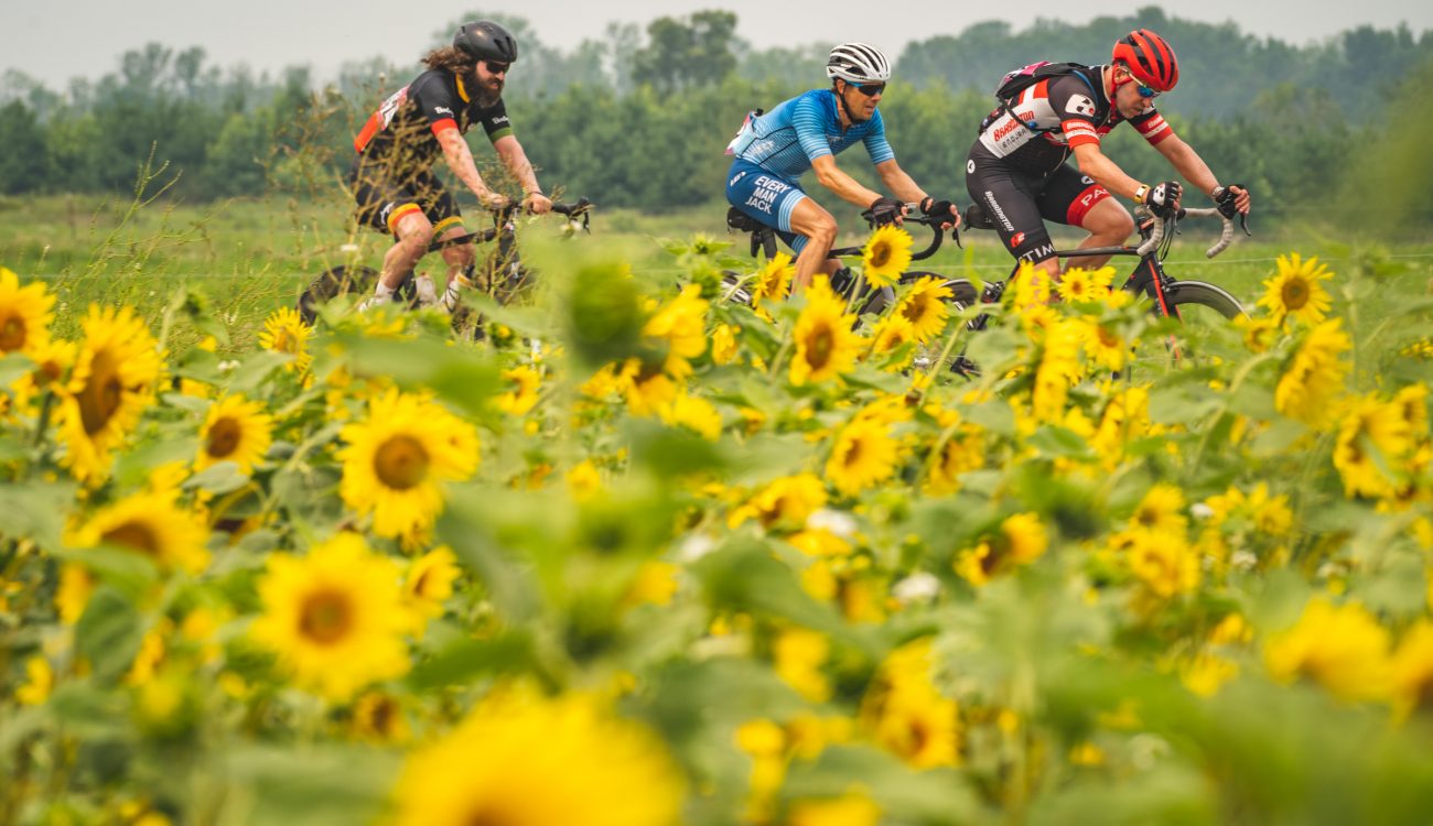 cyclists riding past a field of sunflowers